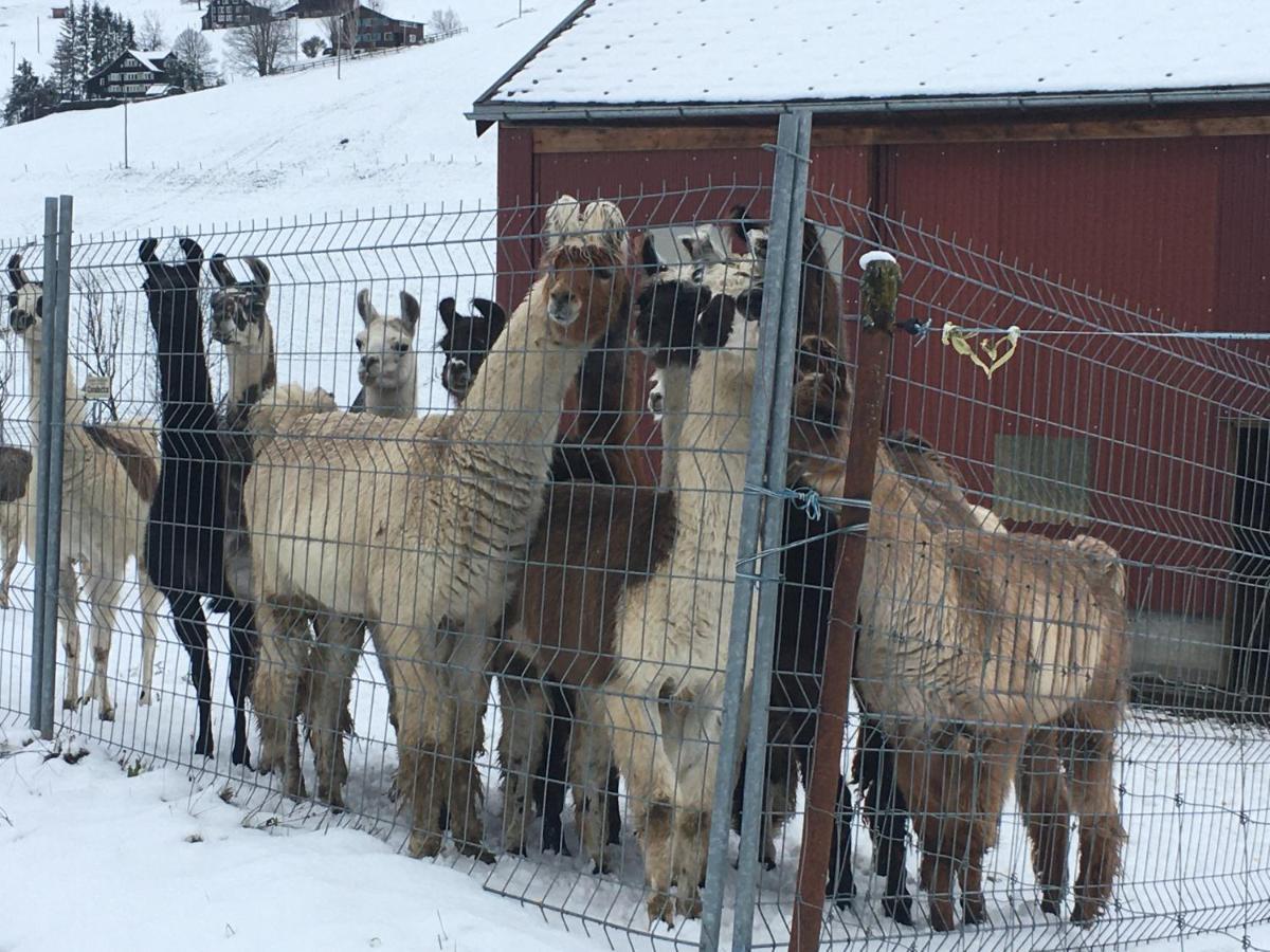 Ferienwohnung Haus Am Bach In Toggenburg Wildhaus Dış mekan fotoğraf